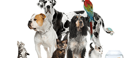7 Steps to Ensure Proper Care of your Pets in an Emergency